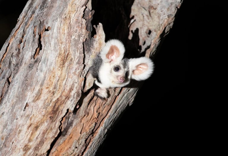 Ripper Corp surveys helping to save the endangered Greater Glider