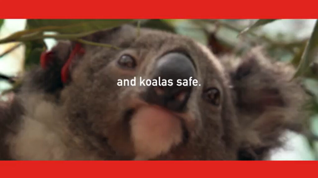 Ripper takes on Koala Count Challenge