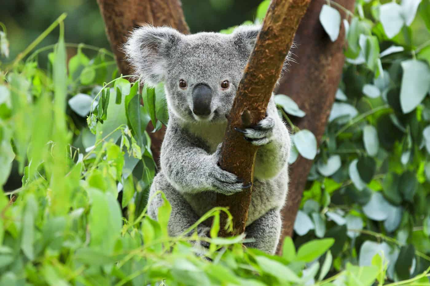 Ripper takes on Koala Count Challenge